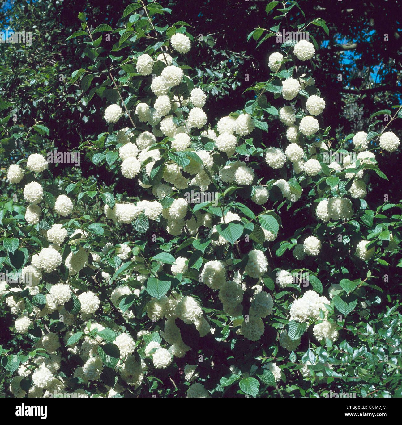 Viburnum plicatum - f. plicatum- - (Syn V. tomentosum `Sterile')   TRS041533     Photos Horticultura Stock Photo